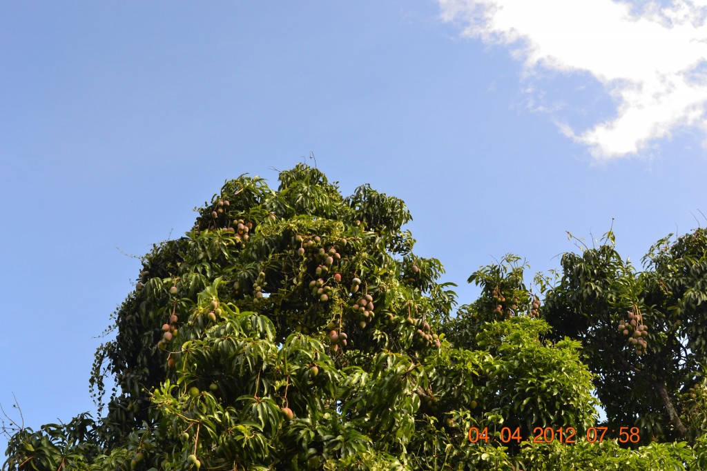Foto: MANGOS - Alajuela, Costa Rica