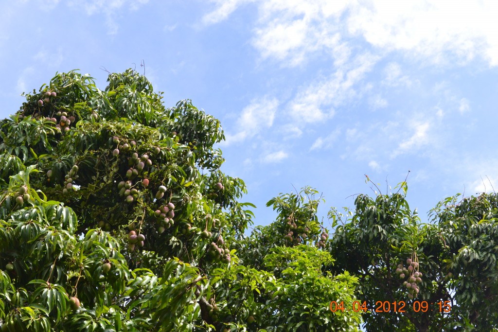 Foto: MANGOS - Alajuela, Costa Rica