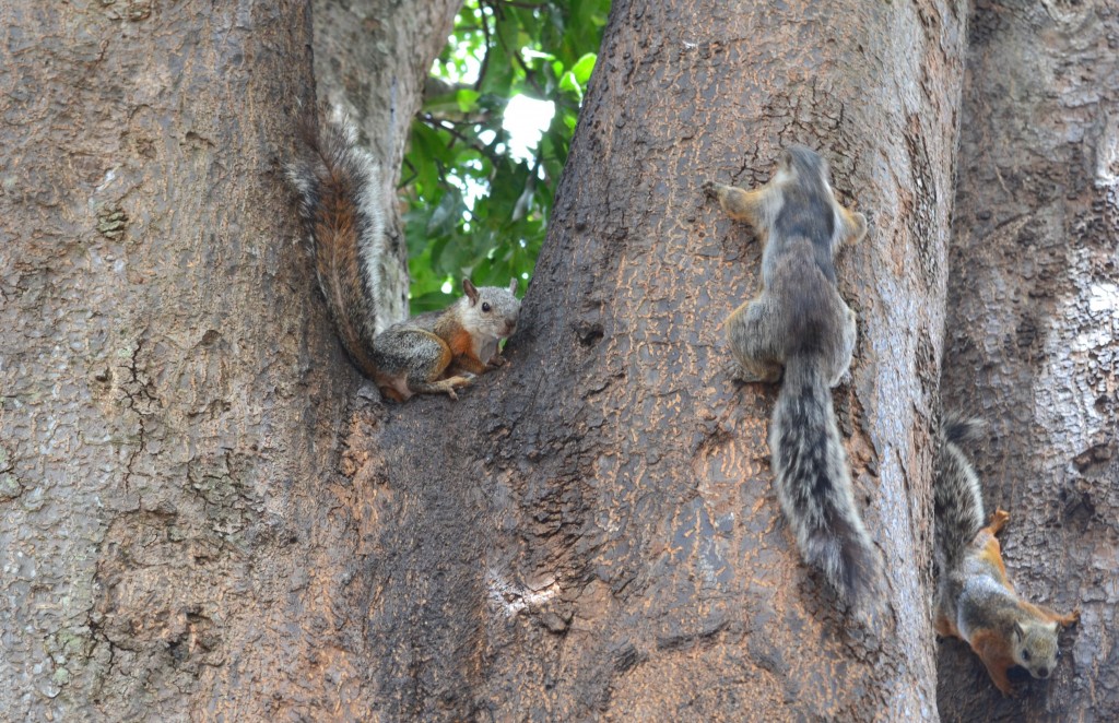 Foto: ARDILLAS DE ALAJUELA - Alajuela, Costa Rica