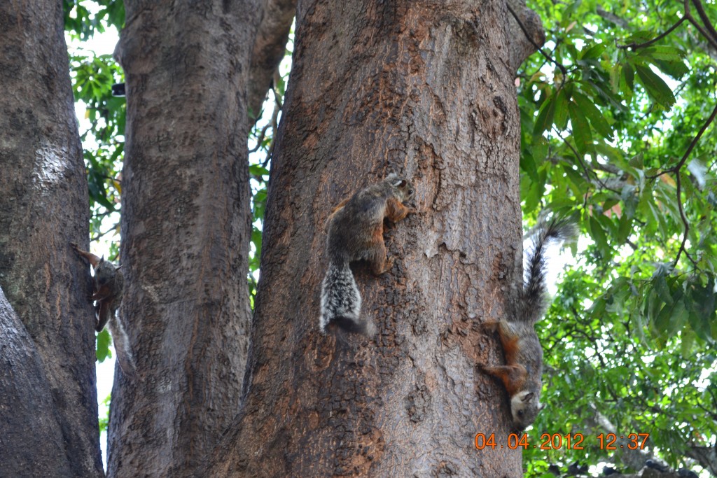 Foto: ARDILLAS - Alajuela, Costa Rica