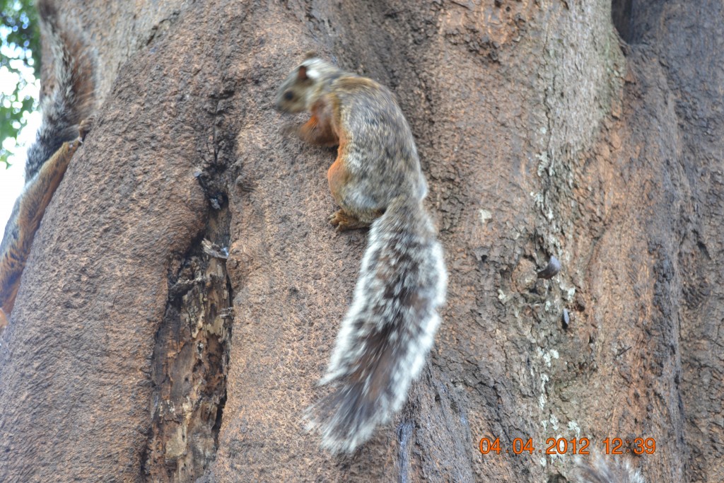 Foto: ARDILLAS - Alajuela, Costa Rica