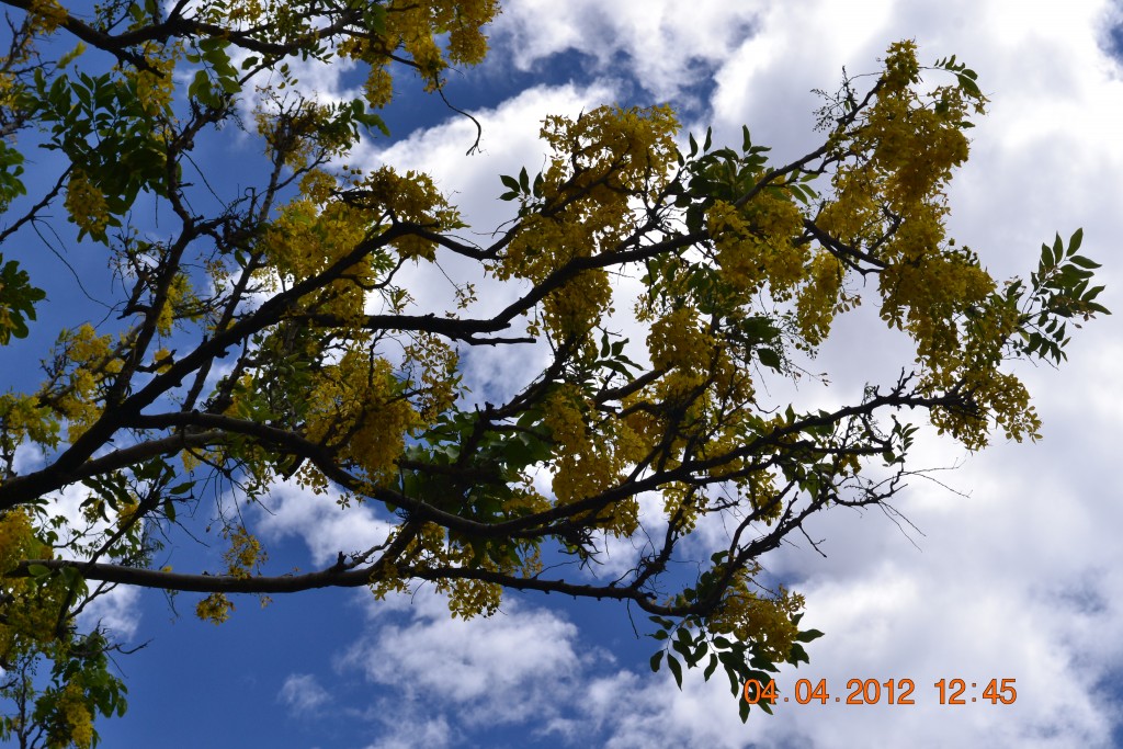 Foto: ARBOL - Alajuela, Costa Rica