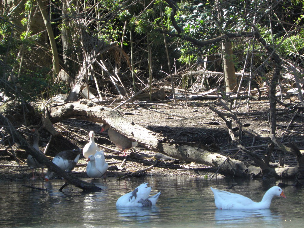 Foto: Lagos de Palermo. - Buenos Aires, Argentina