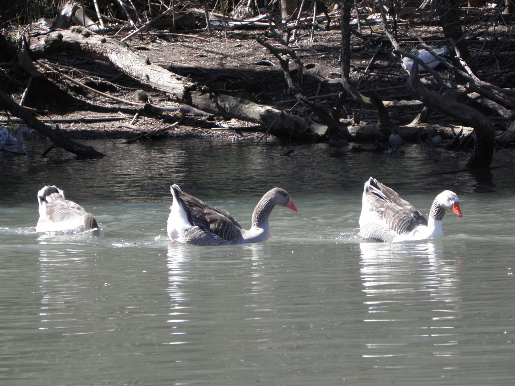 Foto: Lagos de Palermo. - Buenos Aires, Argentina