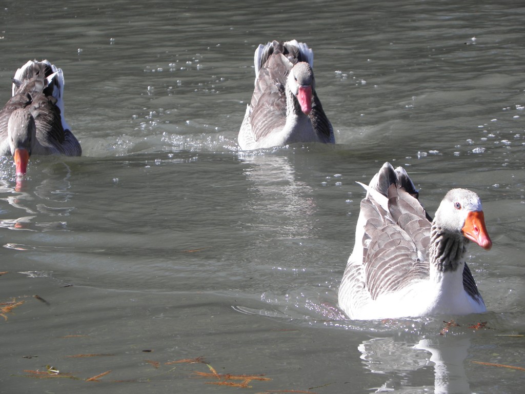 Foto: Lagos de Palermo. - Buenos Aires, Argentina