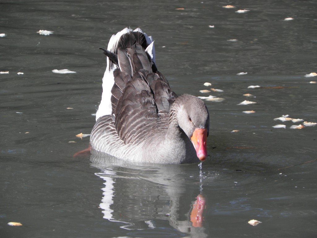 Foto: Lagos de Palermo. - Buenos Aires, Argentina
