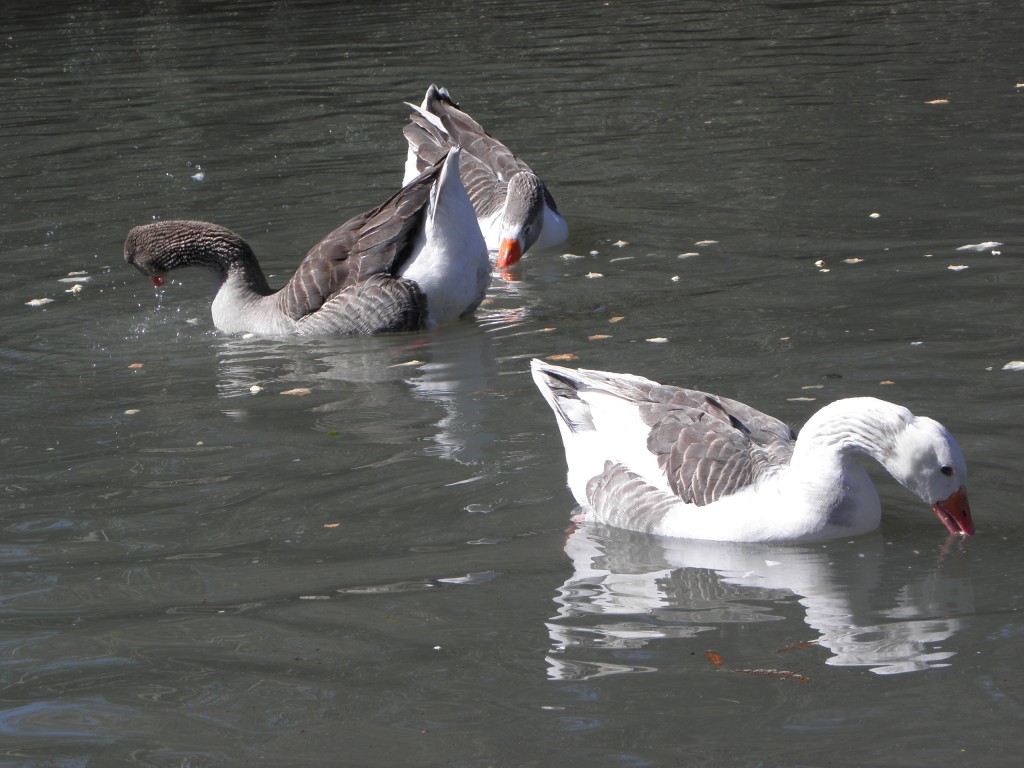 Foto: Lagos de Palermo. - Buenos Aires, Argentina