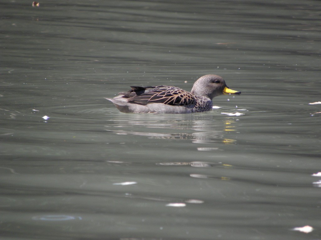 Foto: Lagos de Palermo. - Buenos Aires, Argentina
