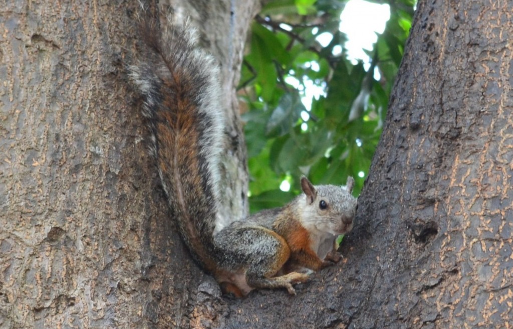Foto: ARDILLAS - Alajuela, Costa Rica