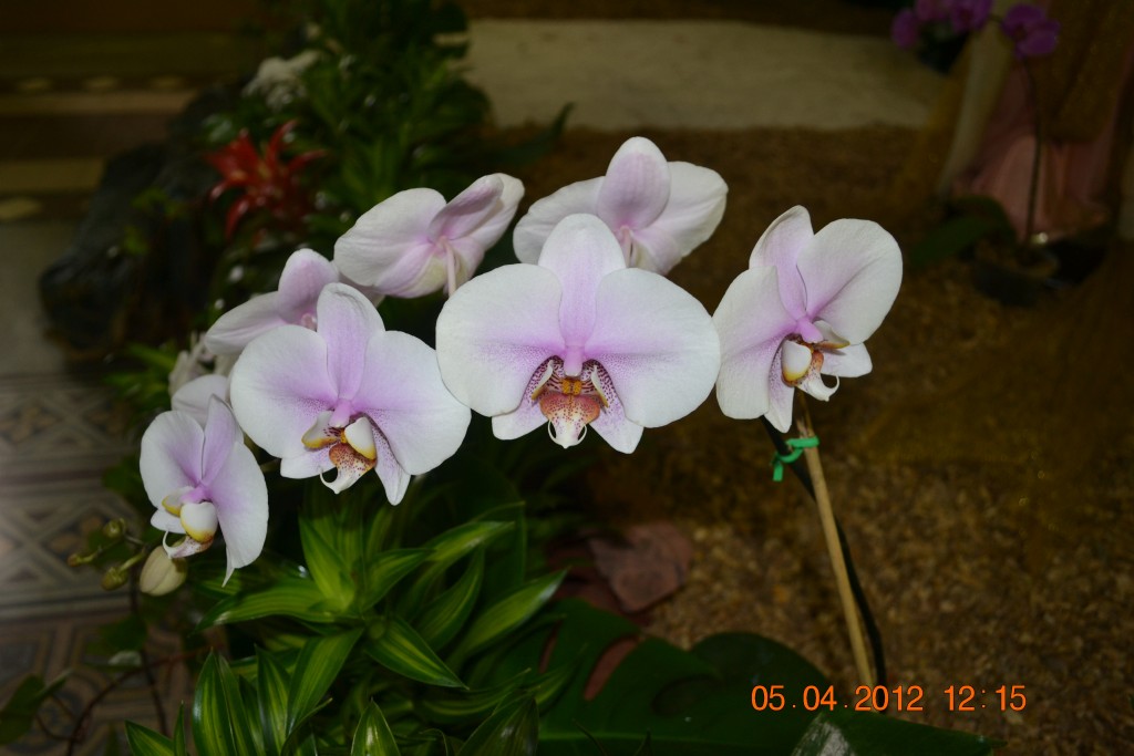 Foto: CATEDRAL DE ALAJUELA - Alajuela, Costa Rica