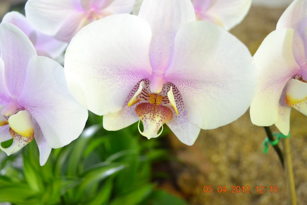 Foto: CATEDRAL DE ALAJUELA - Alajuela, Costa Rica