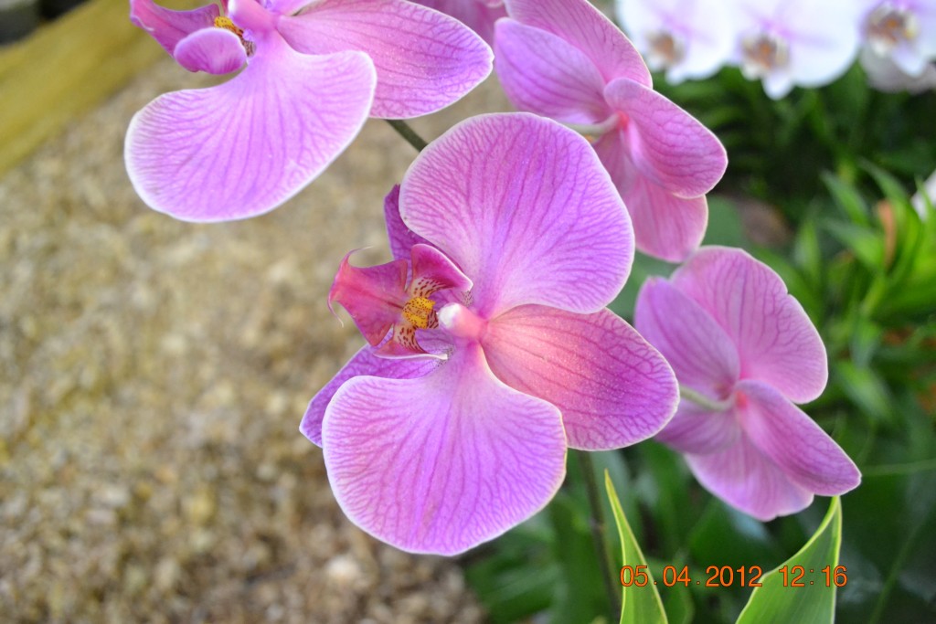 Foto: CATEDRAL DE ALAJUELA - Alajuela, Costa Rica