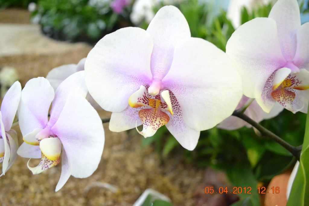 Foto: CATEDRAL DE ALAJUELA - Alajuela, Costa Rica