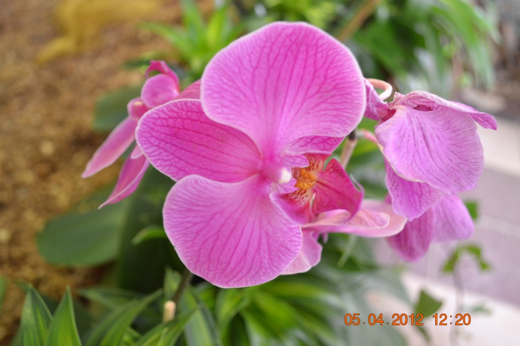 Foto: CATEDRAL DE ALAJUELA - Alajuela, Costa Rica