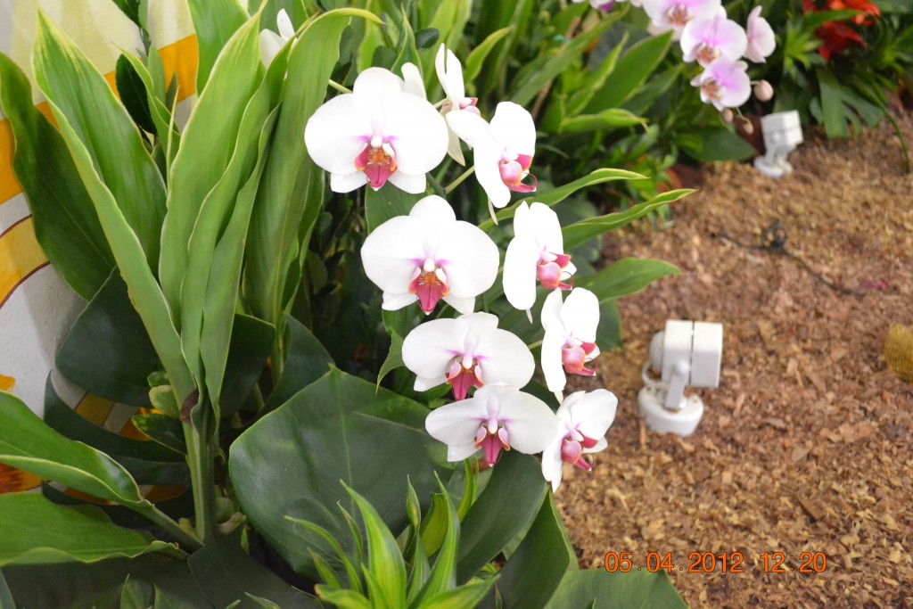 Foto: CATEDRAL DE ALAJUELA - Alajuela, Costa Rica