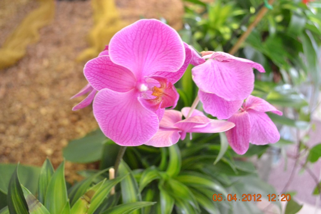 Foto: CATEDRAL DE ALAJUELA - Alajuela, Costa Rica