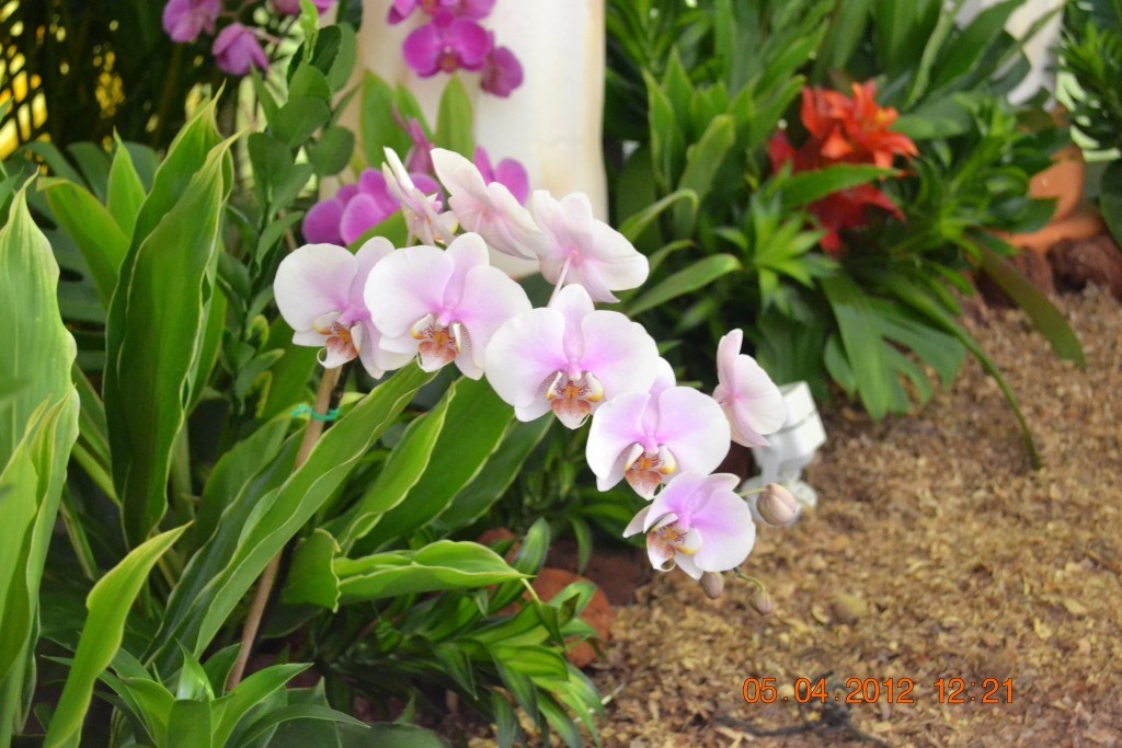 Foto: CATEDRAL DE ALAJUELA - Alajuela, Costa Rica