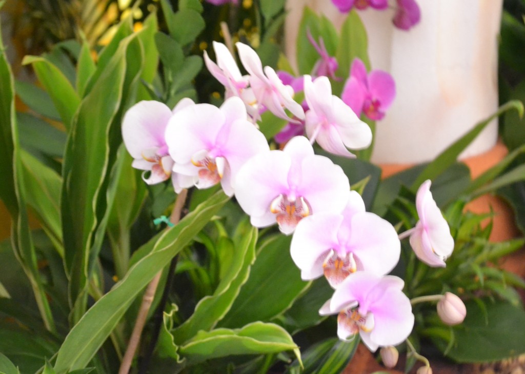 Foto: CATEDRAL DE ALAJUELA - Alajuela, Costa Rica