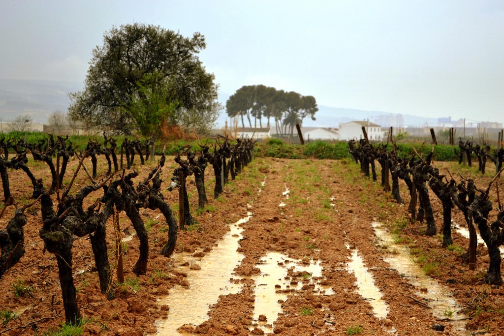 Foto: Viñas bajo la lluvia, el Penedes - Vilafranca del Penedes (Barcelona), España