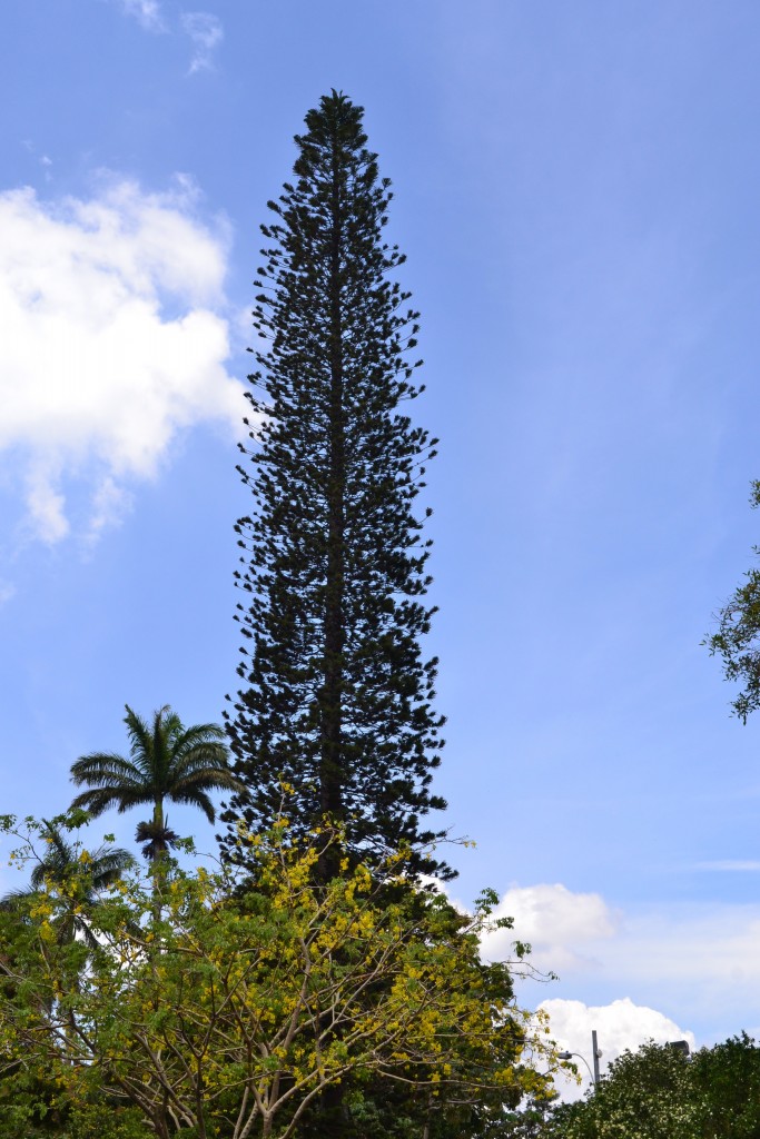 Foto: ARBOL CATEDRAL - Alajuela, Costa Rica