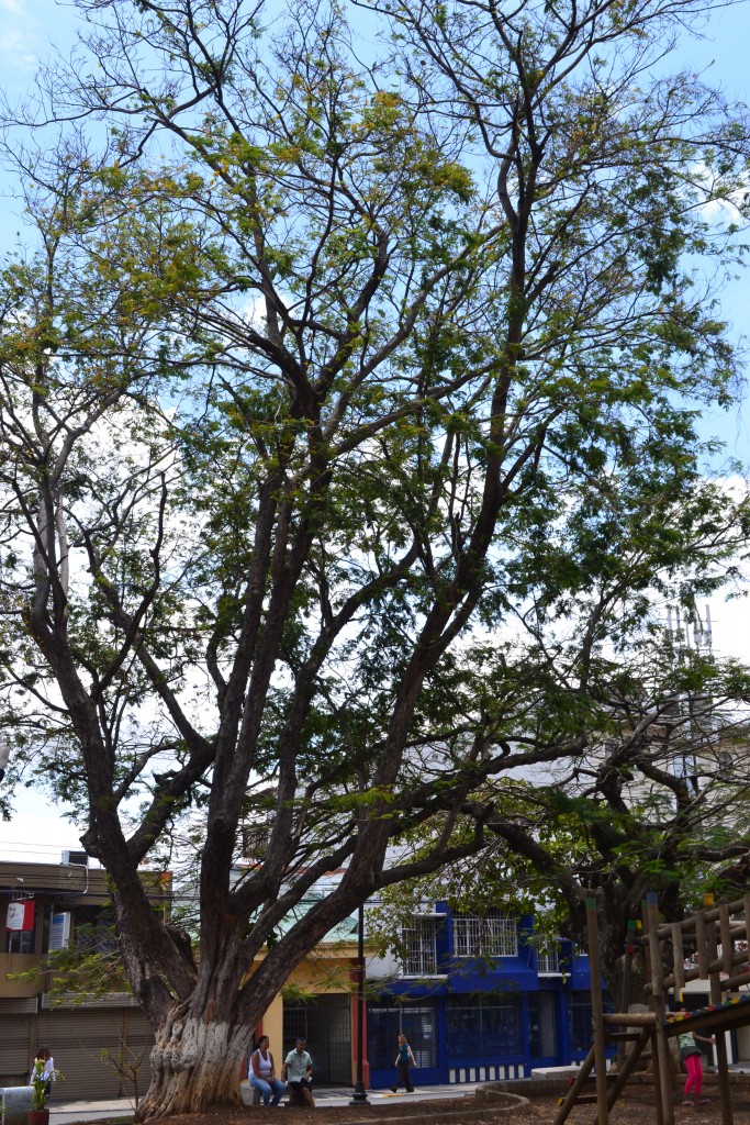 Foto: CALIAN VARGAS - Alajuela, Costa Rica