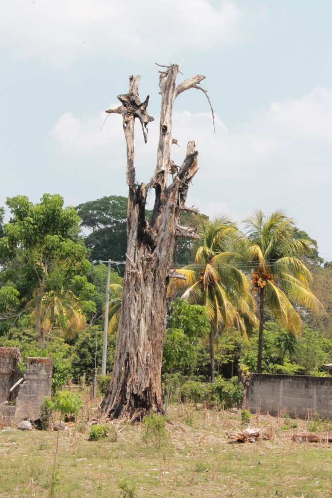 Foto de Tapachula (Chiapas), México