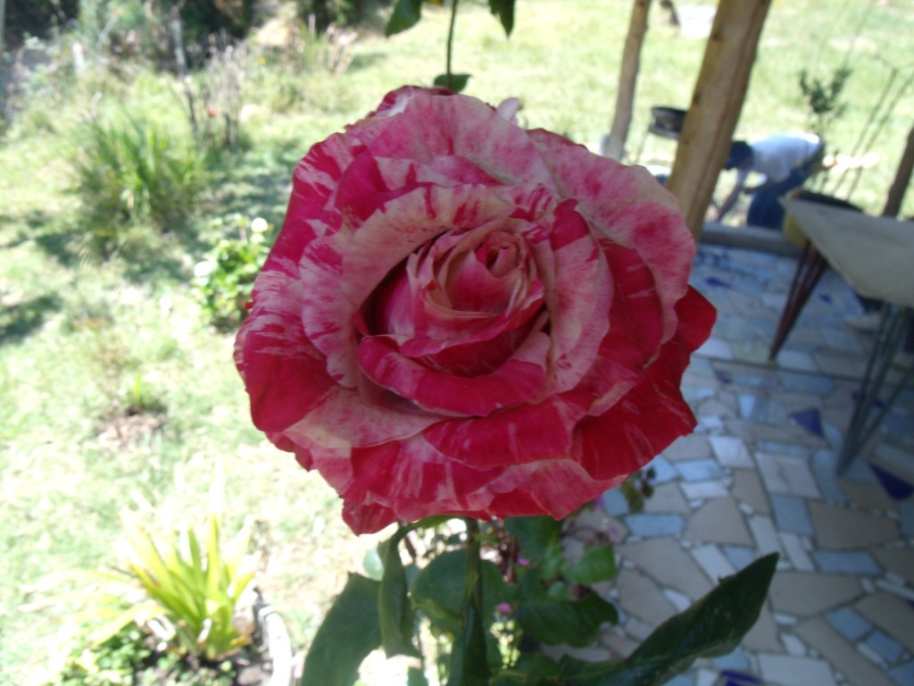 Foto: Una Rosa - Santa Rosa de Osos (Antioquia), Colombia