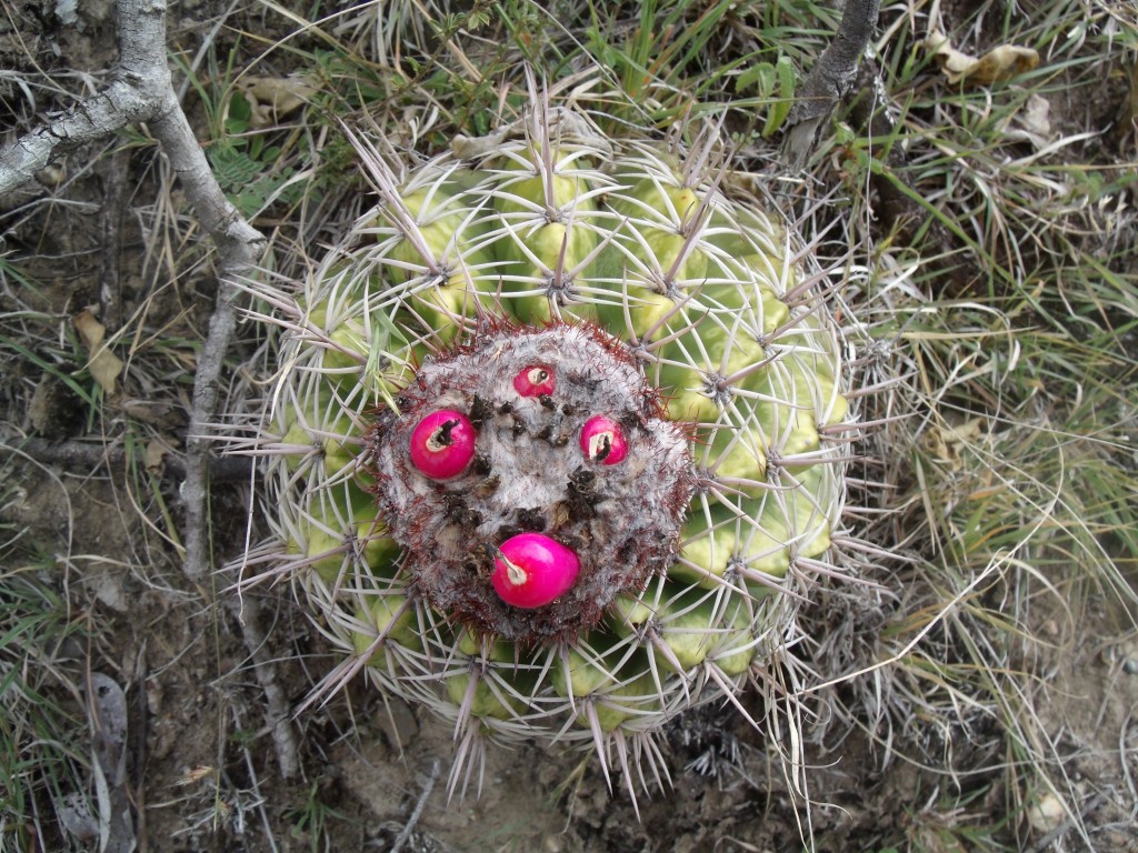 Foto: Cactus - Villa Vieja (Huila), Colombia