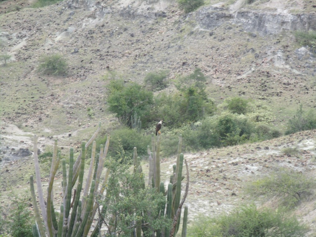 Foto: Desierto de la Tatacoa - Villa Vieja (Huila), Colombia