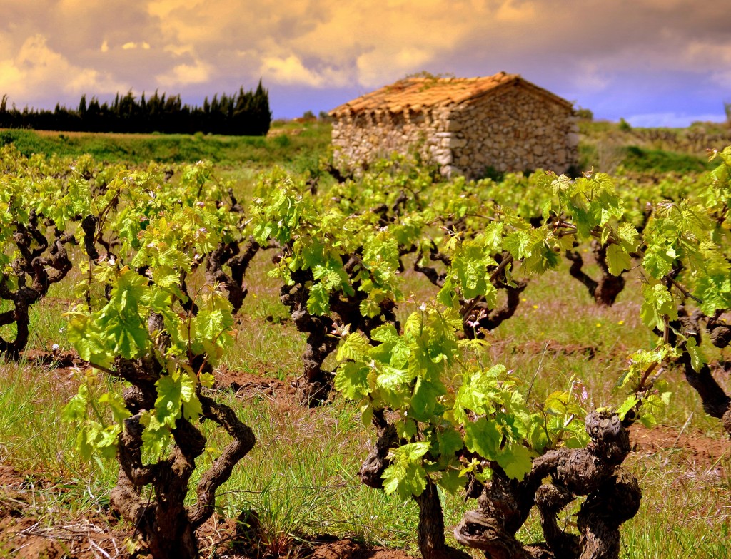 Foto: Paisaje de viñas - Subirats (Barcelona), España