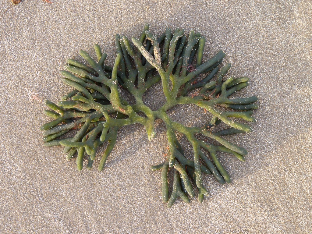 Foto: La Perla - Mar del Plata (Buenos Aires), Argentina