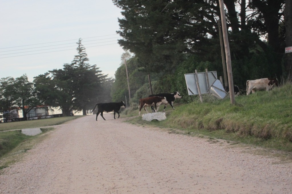 Foto: Laguna La Brava - Mar del Plata (Buenos Aires), Argentina