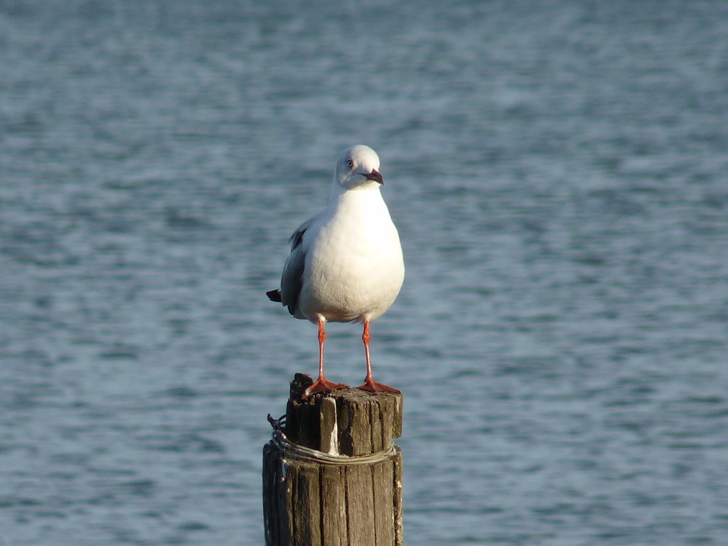 Foto: Laguna La Brava - Mar del Plata (Buenos Aires), Argentina