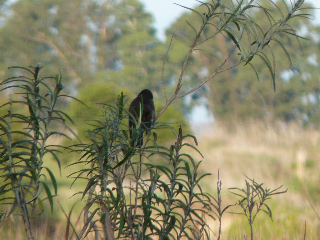 Foto: Laguna La Brava - Mar del Plata (Buenos Aires), Argentina