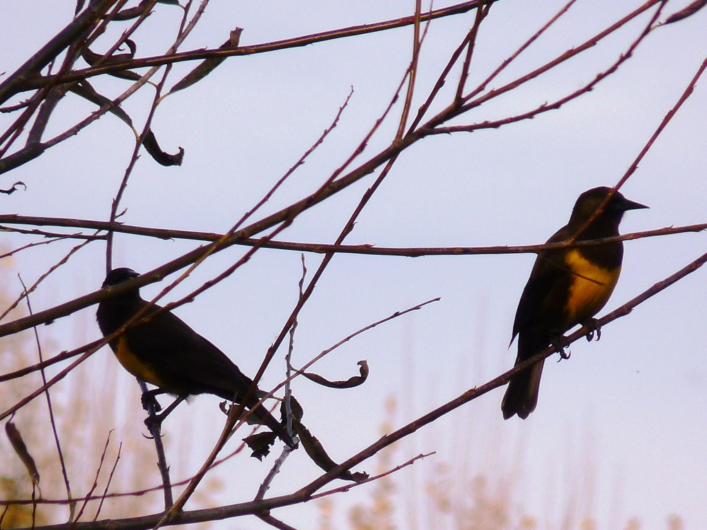 Foto: Laguna La Brava - Mar del Plata (Buenos Aires), Argentina