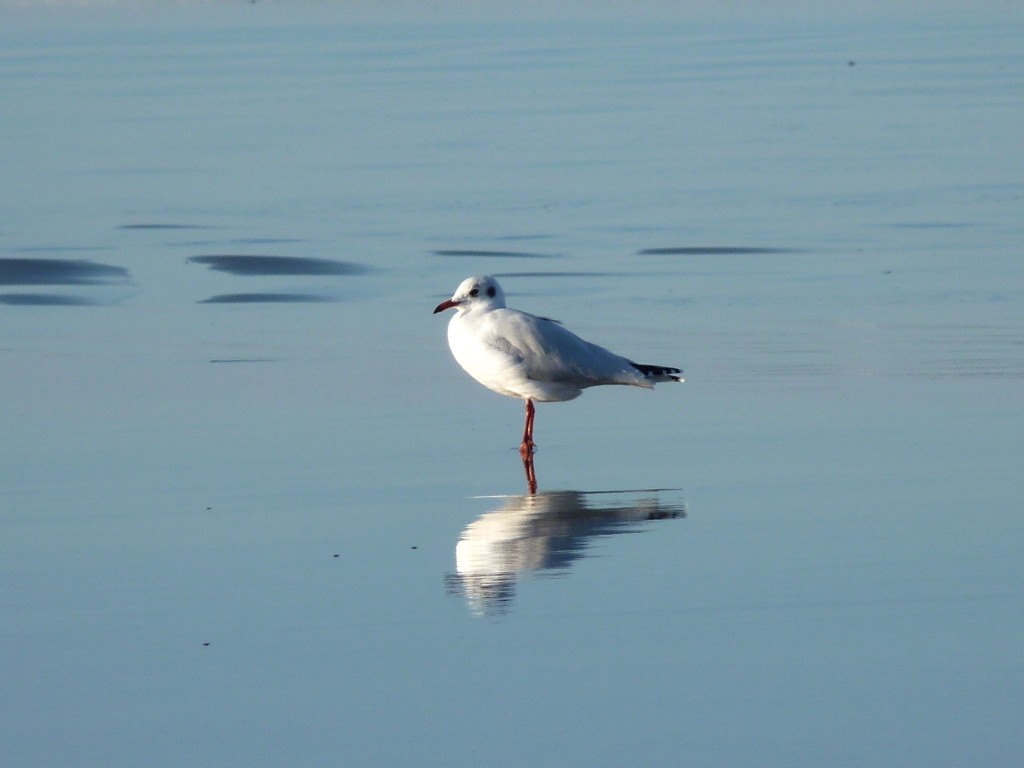 Foto: Balneario - Camet (Buenos Aires), Argentina