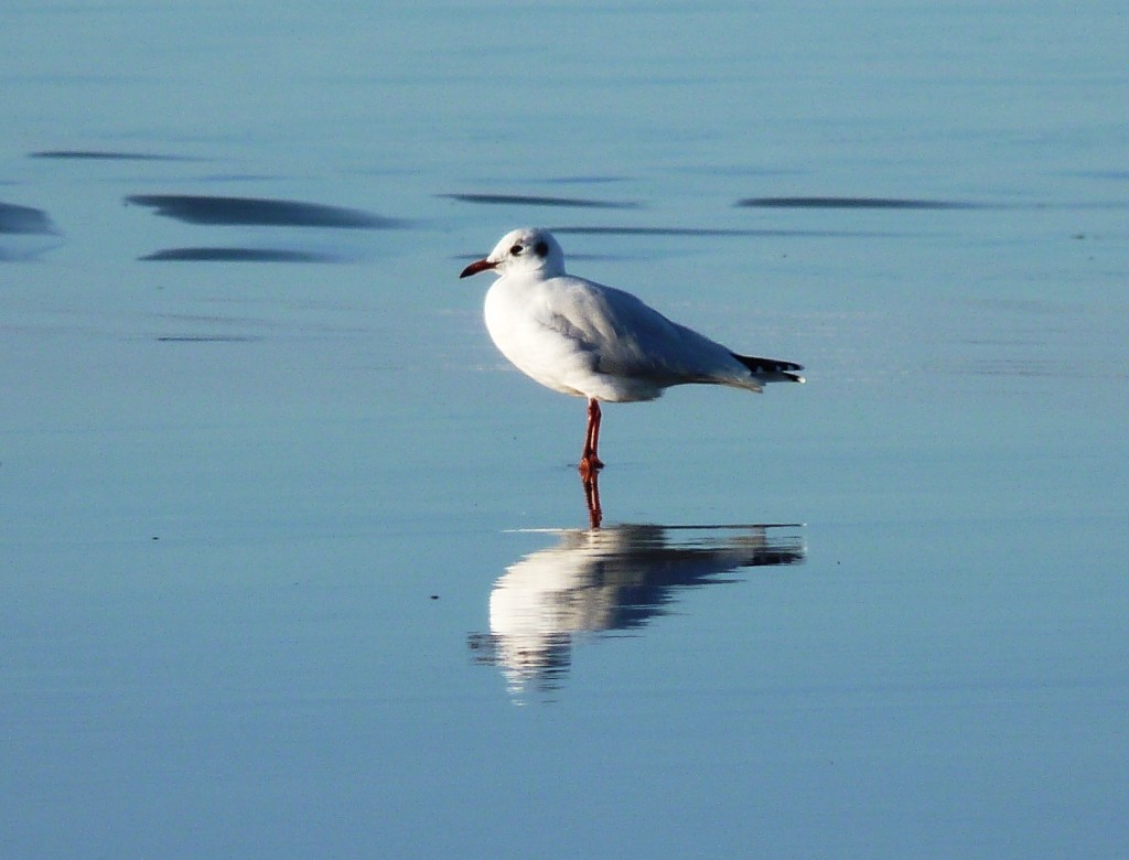 Foto: Balneario - Camet (Buenos Aires), Argentina