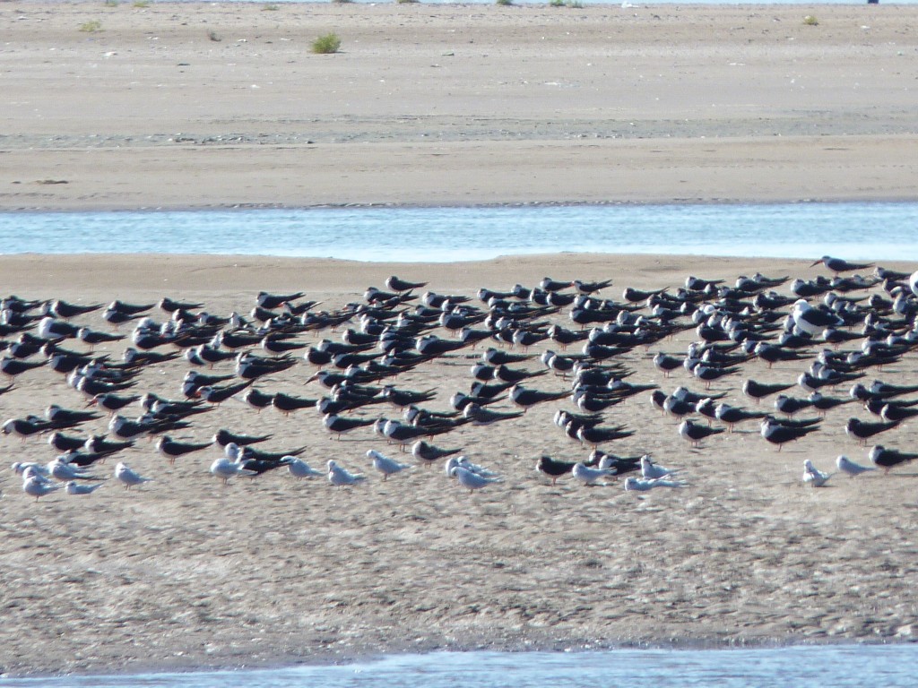 Foto: Balneario - Mar Chiquita (Buenos Aires), Argentina