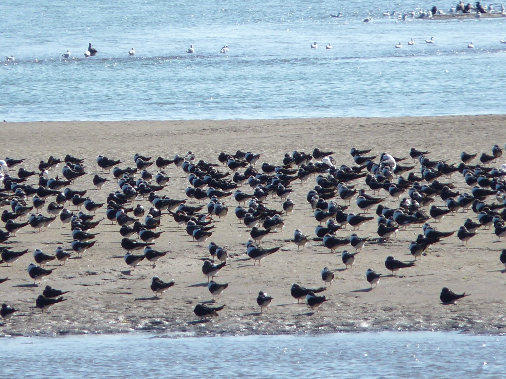Foto: Balneario - Mar Chiquita (Buenos Aires), Argentina