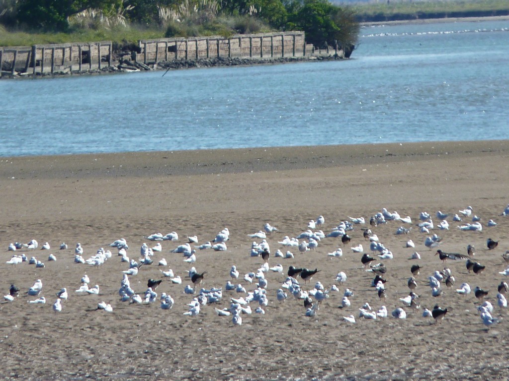 Foto: Balneario - Mar Chiquita (Buenos Aires), Argentina