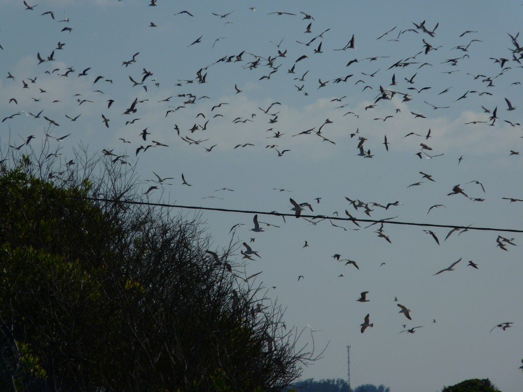 Foto: Balneario - Mar Chiquita (Buenos Aires), Argentina