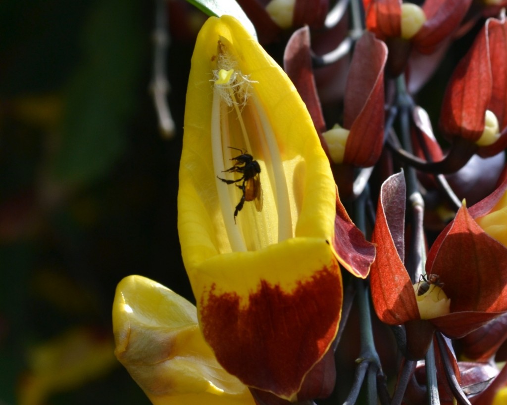 Foto: Terrariun, Jardin De Mariposas - Las Garita (Alajuela), Costa Rica