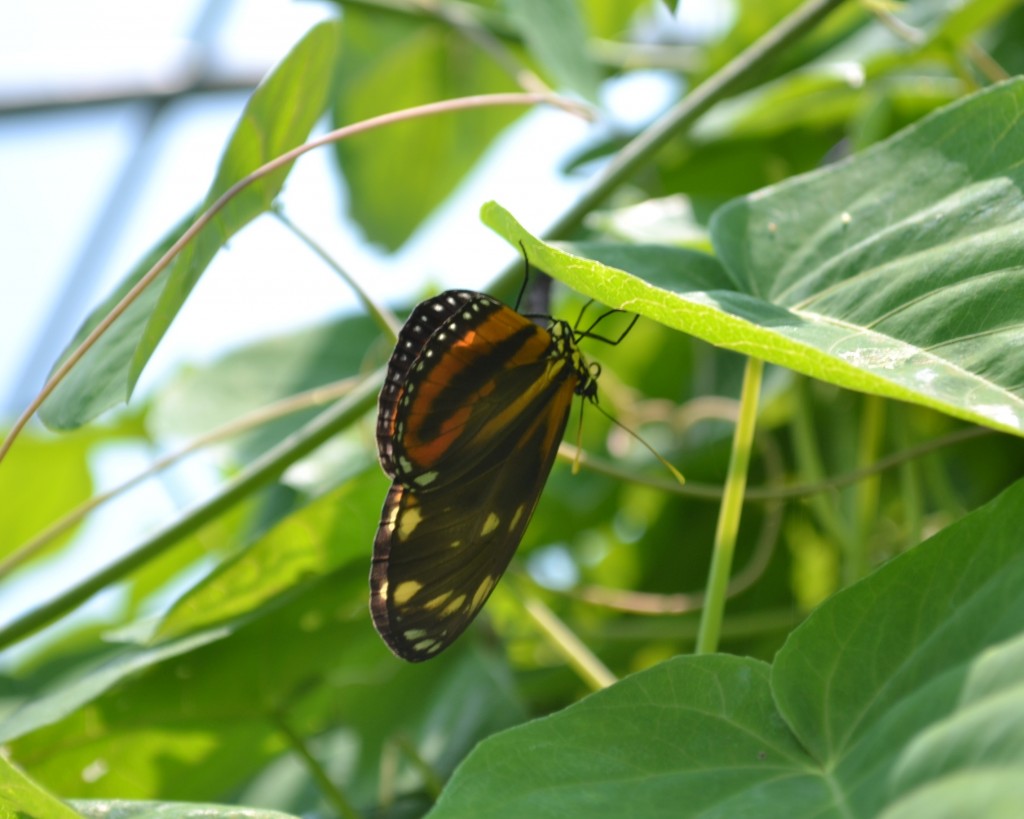 Foto: Terrariun, Jardin De Mariposas - Las Garita (Alajuela), Costa Rica