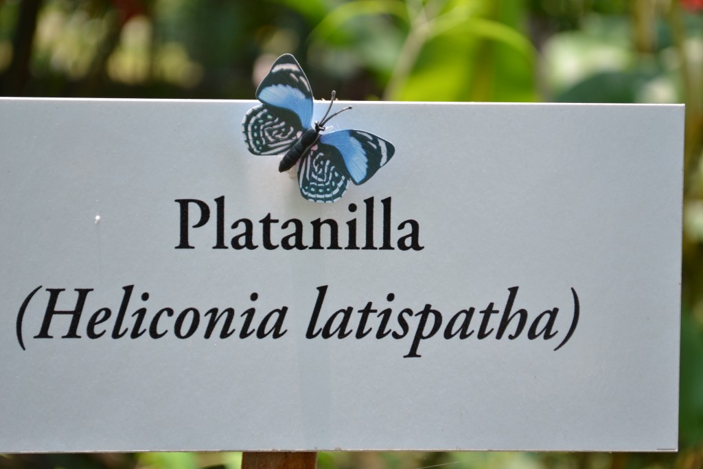 Foto: Terrariun, Jardin De Mariposas - Las Garita (Alajuela), Costa Rica