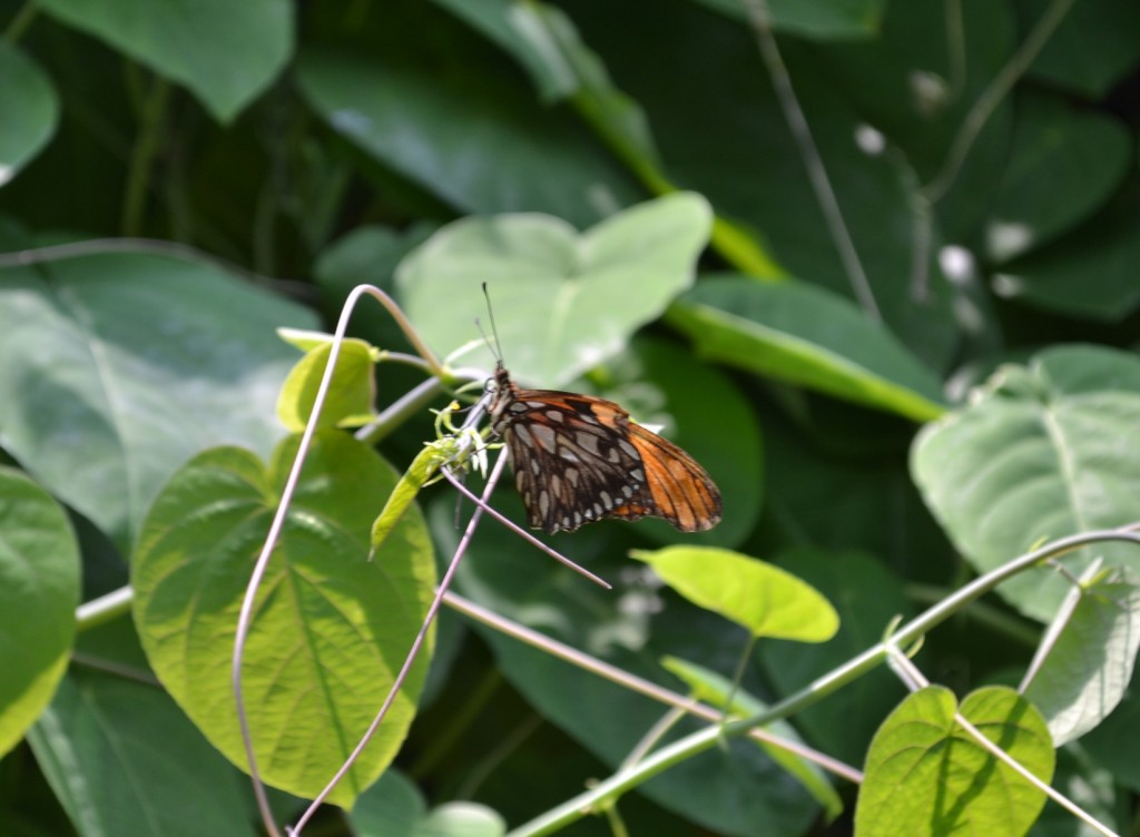 Foto: Terrariun, Jardin De Mariposas - Las Garita (Alajuela), Costa Rica