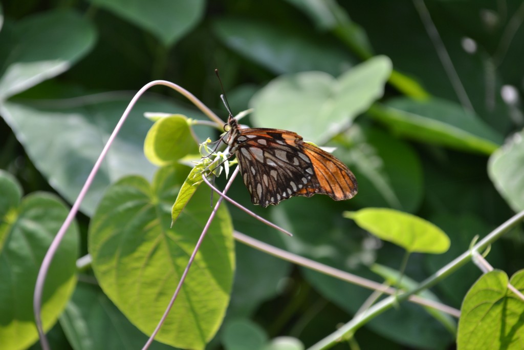 Foto: Terrariun, Jardin De Mariposas - Las Garita (Alajuela), Costa Rica