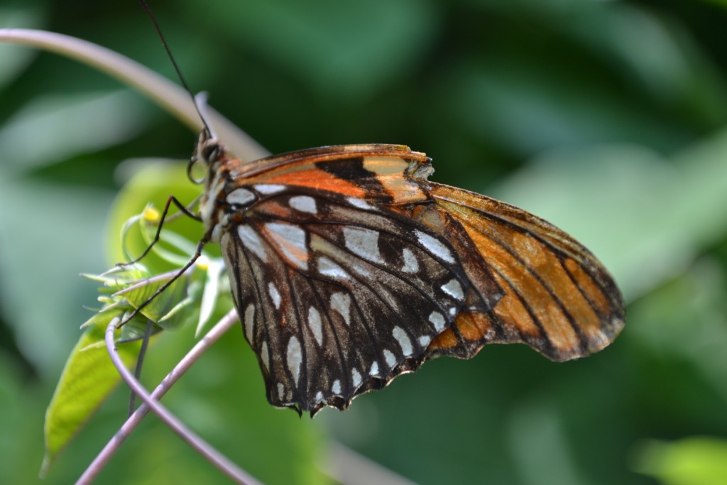 Foto: Terrariun, Jardin De Mariposas - Las Garita (Alajuela), Costa Rica