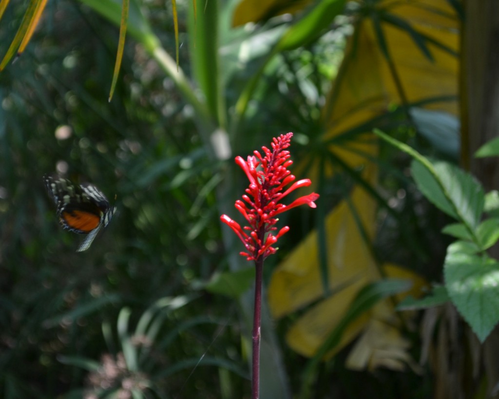 Foto: Terrariun, Jardin De Mariposas - Las Garita (Alajuela), Costa Rica