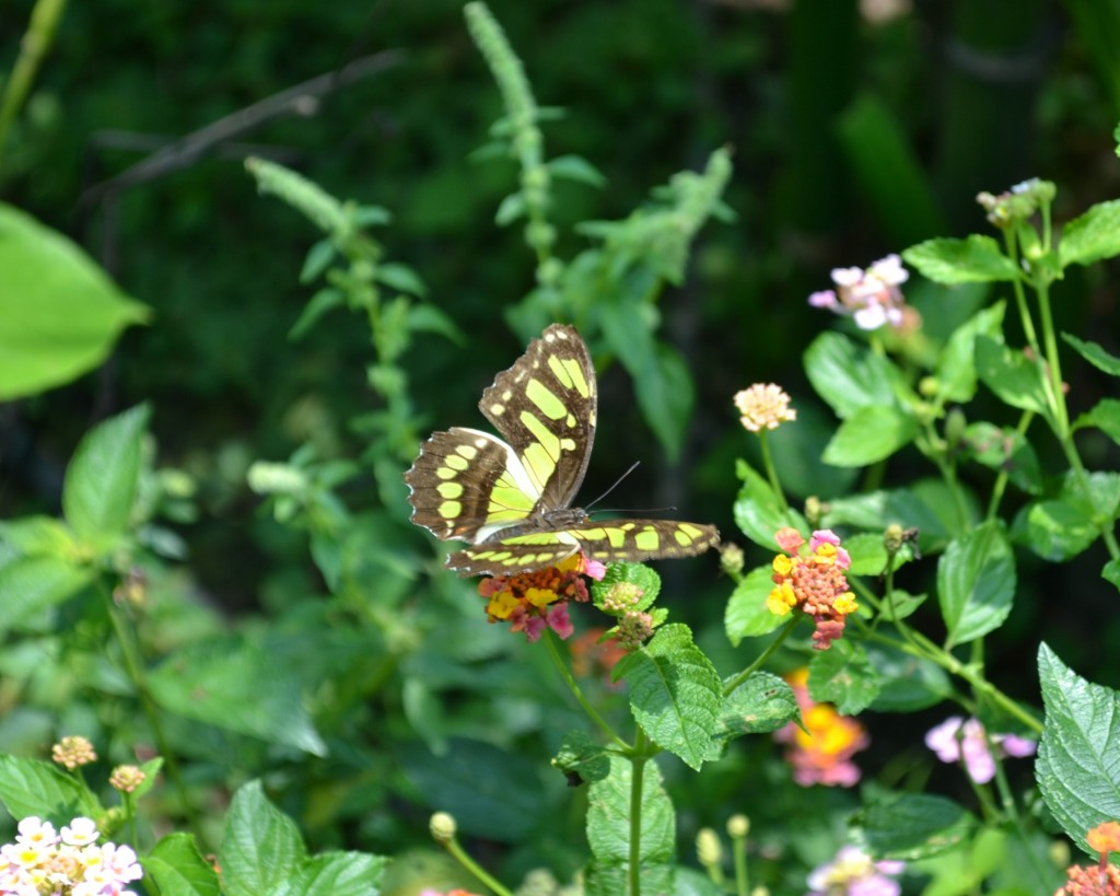 Foto: Terrariun, Jardin De Mariposas - Las Garita (Alajuela), Costa Rica