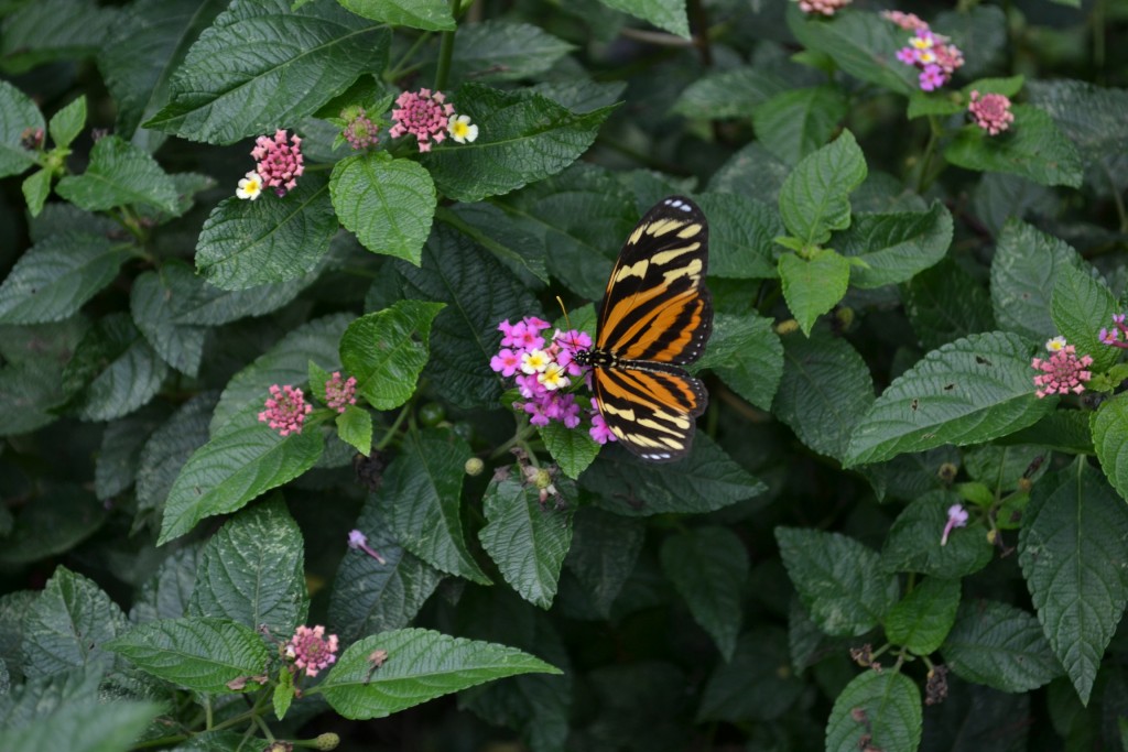 Foto: Terrariun, Jardin De Mariposas - Las Garita (Alajuela), Costa Rica